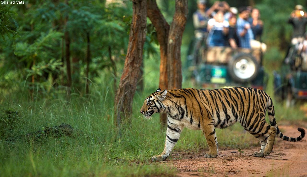 Tiger'S Den Resort Bandhavgarh National Park Экстерьер фото