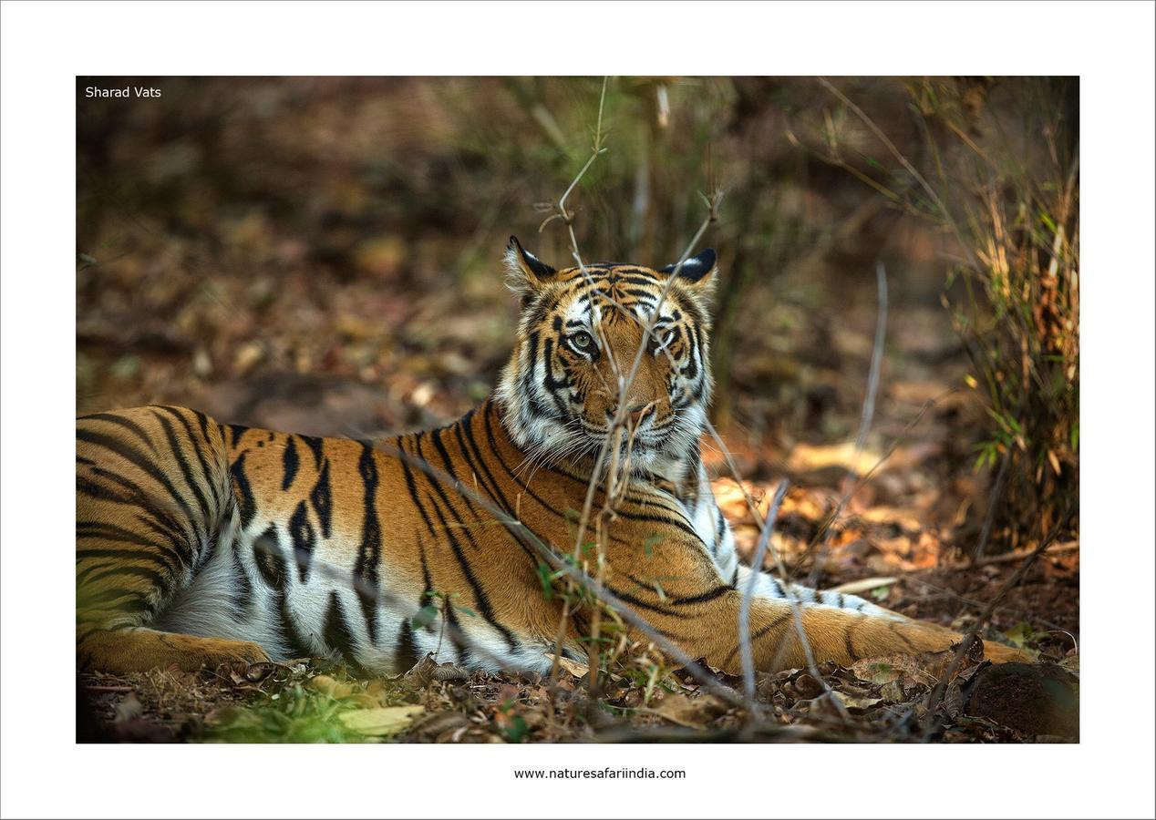 Tiger'S Den Resort Bandhavgarh National Park Экстерьер фото
