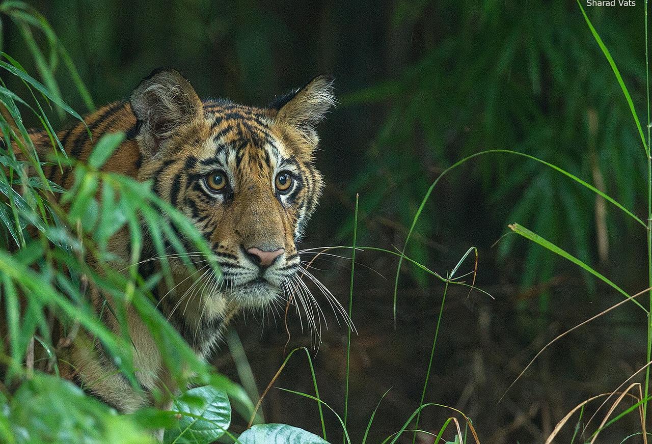 Tiger'S Den Resort Bandhavgarh National Park Экстерьер фото
